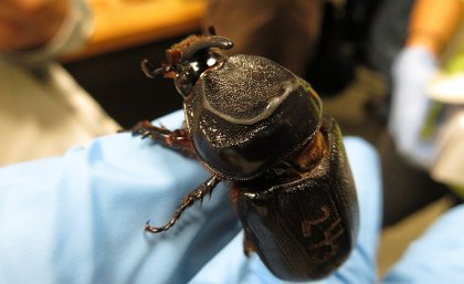 A hand holding a beetle